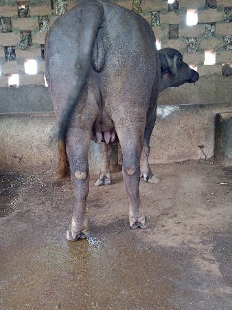 ખડેલી વેચવાની છે.