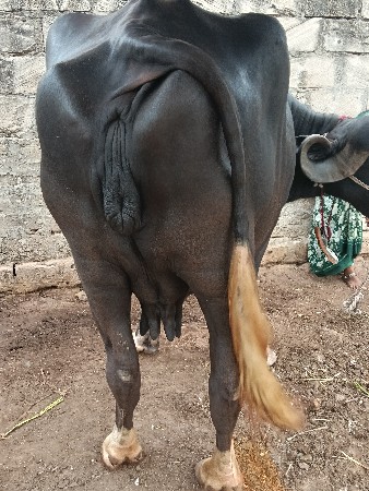 આ ભેંસ વેચવાની છે
