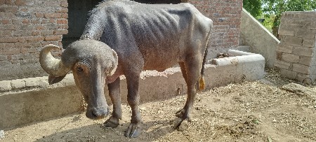 ખડી વેચવાની છે