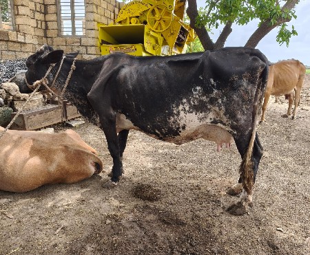 એસેપ ગાય વેસવાની સે