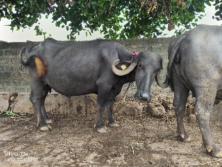 ભેંસ વેચવાની છે
