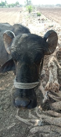 vechvani