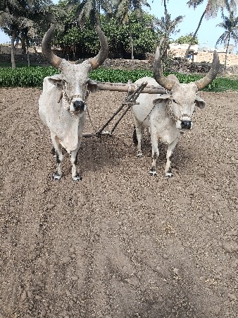બળદ વેચવાના છે