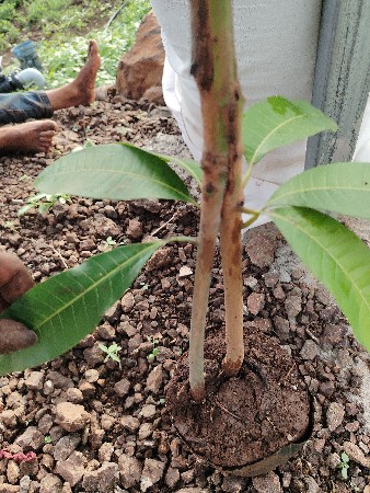 Chamunda nursery