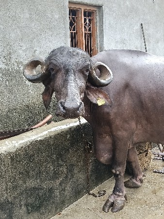ભેંસ  વેચવાની છે