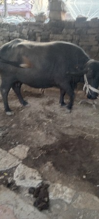ભેસ.વેસવાની.વેતર.બીજુ