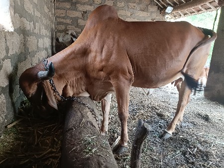 વેચવાની