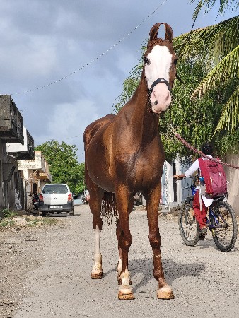 આ ઘોડી વેચવાની છે