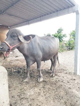 ભેંસ વેચવાની છે