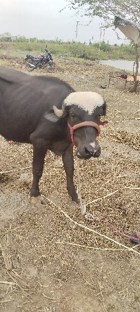 પાડી વેચવાની છે