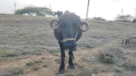 પૅલ વૅતરી ખડાય