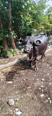 ભેંશ વેચવાની છે