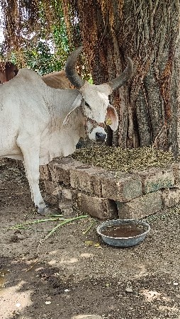 કાંકરેજ ગાય વેચવાની છે