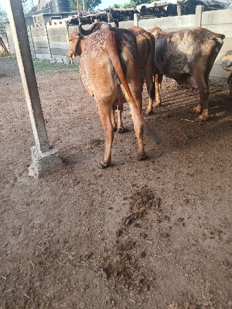 હોટકી