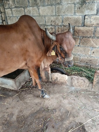 બીજા વેતનની ગાય વેચવાની છે