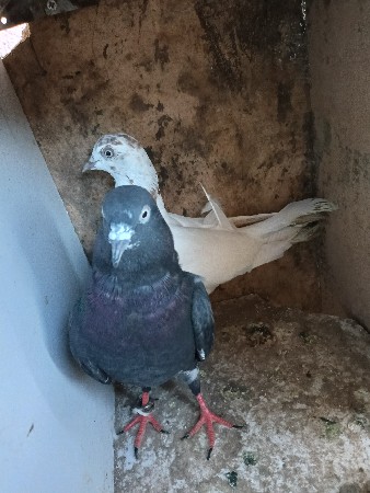 કબૂતર વેચવાના છે