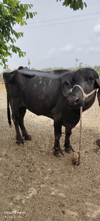 ભેંશ વેશવાનિ છે