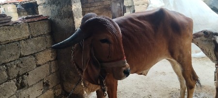 ગીર