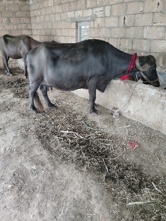 2 વેતર 15 વાર છે