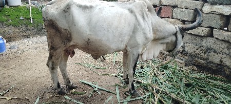 ગાય વેચવાની છે