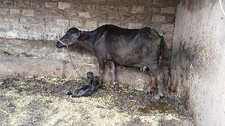 ભેંસ વેચવાની છે