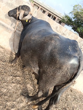 આ ભેસ વેસવાની સે