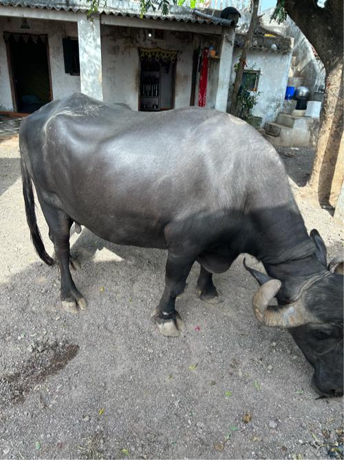 વેચવાની છે