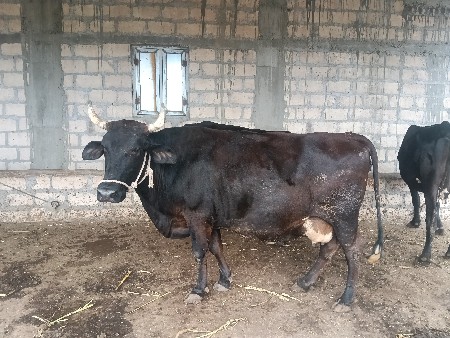 જર્સી ગાય વેચવાની છે