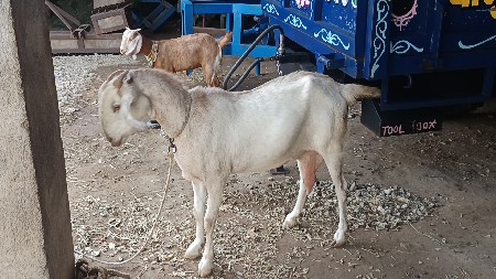 બકરી વેચવાની છે