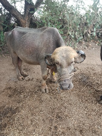 જિલ્લો દ્વારકા તાલુકો ખંભાળિયા ગામ