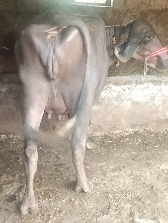 ખડેલી વેચવાની છે