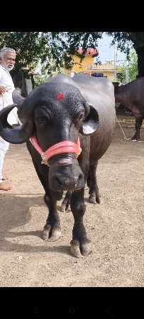 બીજા વેતનની ખડાઈ વેચવાની છે