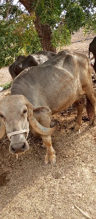 ભેંસ