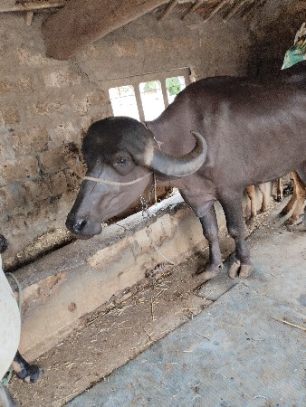 ખળેલી વેચવાની છે