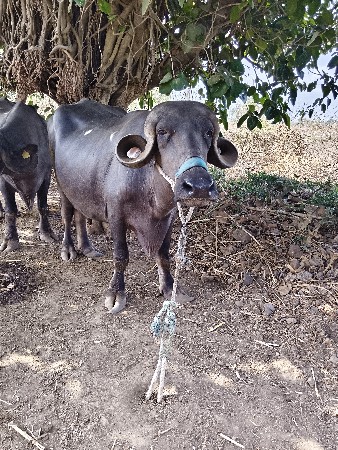 ખડેલી વેચવા ની શે