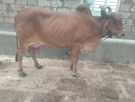 ત્રીજુ વેતર વિયાણી છે 10 બાર દિવસ