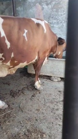 જર્સી ગાય
