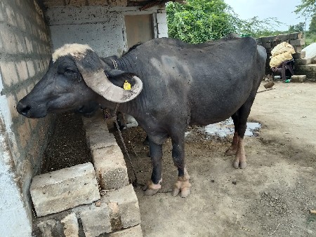 20 દિવસ ની વાર છે. 1 વેતર છે.