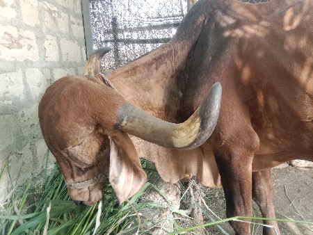 gay vechvani se