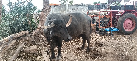 વેચવા ની છે
