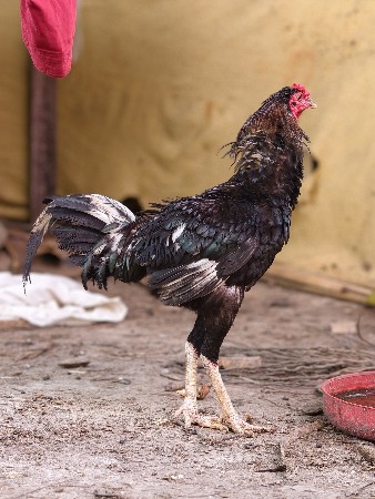 અસીલ મુરઘો વેચવાનો છે
