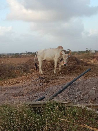 સીગલ બળદ વેચવાનો છે