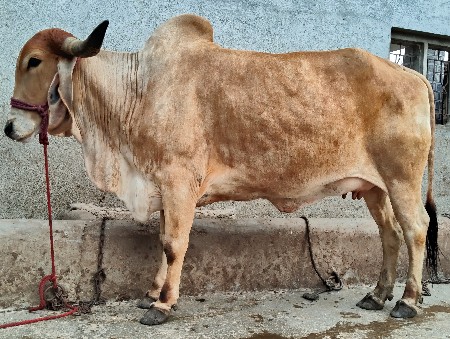 ગાય વેચવાની છે