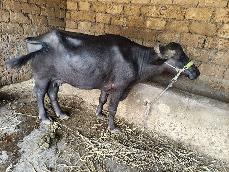 પાંચ પાંચ5 લીટર દૂધ બીજું વેતર