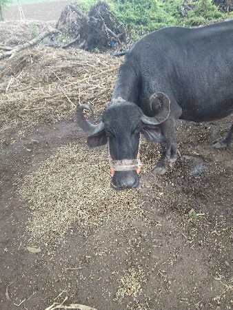 3 વેતર વીયાસે ને