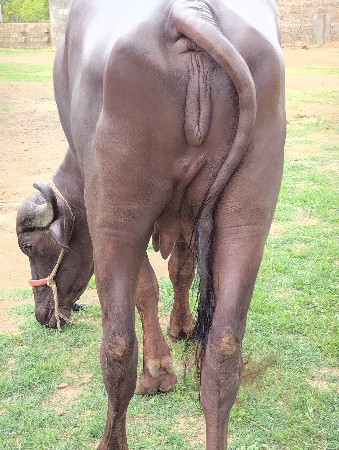 આ કરેલી વેચવાની છે