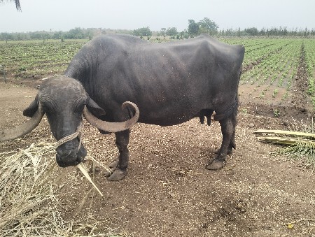 ભેંસ વેષ વાની છે