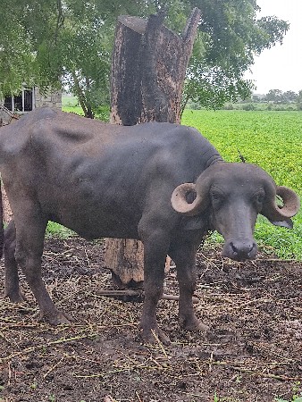khadeli vechvani