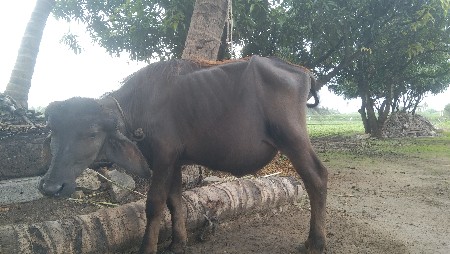 પાડો
