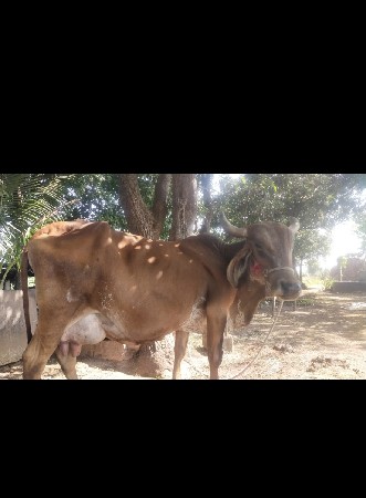 ગાય વેચવા ની છે